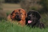 DOGUE DU TIBET 585